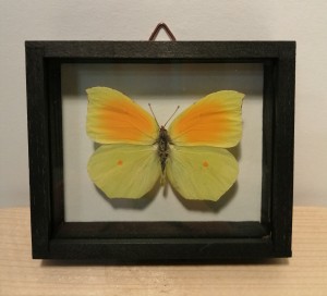 Motyl w gablocie Gonepteryx cleopatra z Grecji