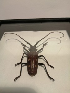 Owad w gablocie Batocera rubra 