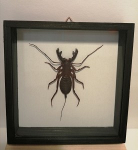 Owad w gablocie Mastigoproctus sp. 
