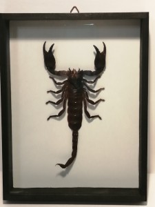 Skorpion w gablocie Heterometrus laoticrus 