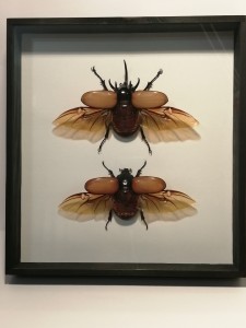 Owad w gablocie Eupatorus gracilicormis