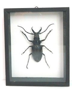 Owad w gablocie Dorysthenes Walkeri
